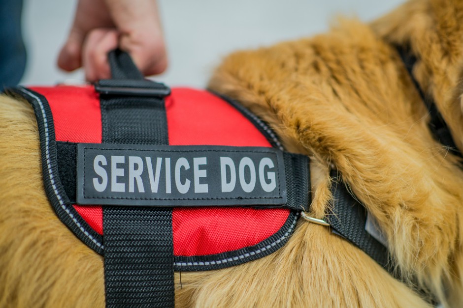 visual independence guide dogs and visual aids