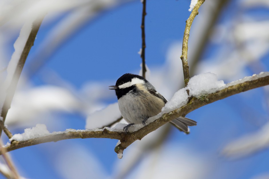 winter bird observation for the low vision