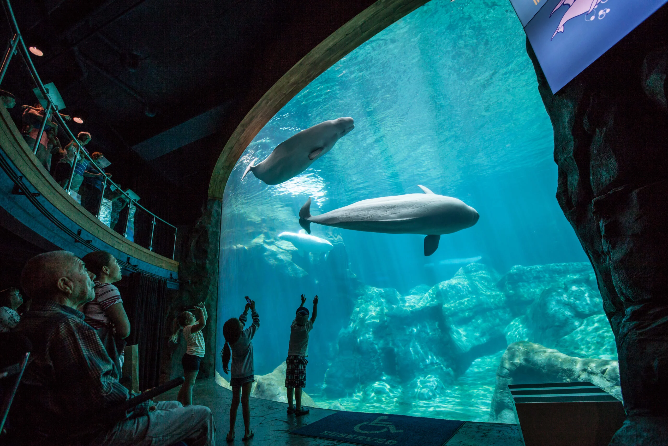 ocean of inclusion exploring accessibility at georgia aquarium scaled